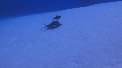 Divers watching Stingray Видео 8526434