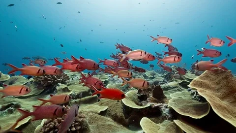 Diverse and colorful coral reef pov Stock Footage