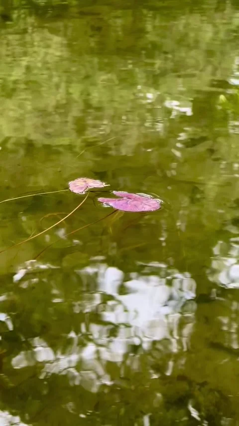 Diverse Aquatic Vegetation on Water's Surface Video stock 273991611
