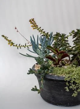 A diverse array of blooming succulents creates a captivating ind Foto stock