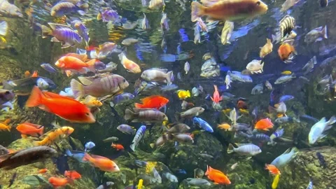 A diverse array of colorful freshwater fish swim gracefully in an aquarium Stock Footage 338178592