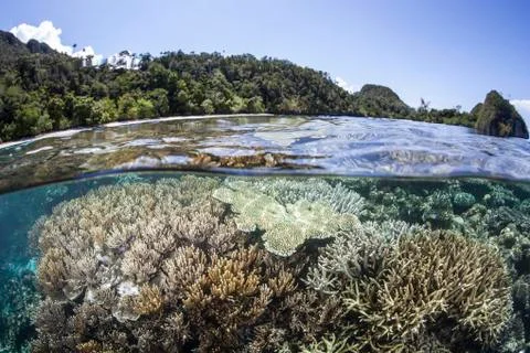 A diverse array of corals grow in Raja Ampat, Indonesia. 스톡 사진