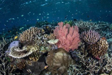 A diverse array of corals grow in Raja Ampat, Indonesia. Stock-Fotos