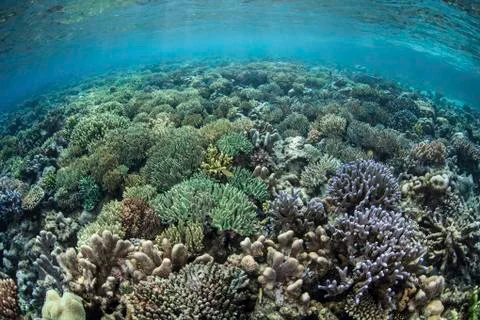 A diverse array of corals grow in Raja Ampat, Indonesia. 写真素材
