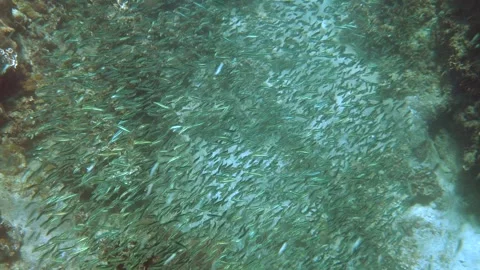A diverse array of fish in a vibrant coral reef, showcasing the beauty and Stock Footage 295472641