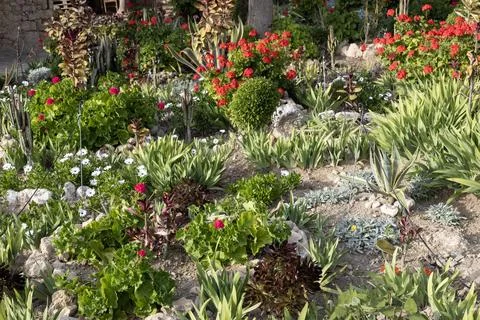 Diverse array of flowers and plants in a vibrant Mediterranean garden setting. Stock Photos
