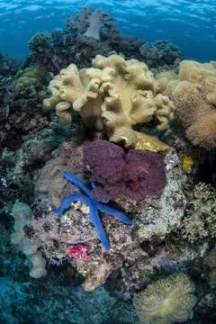A diverse array of invertebrates cover a reef in Indonesia. Stock Photos