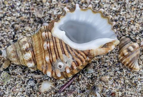 Diverse Array of Seashells in New South Wales Stock Photos