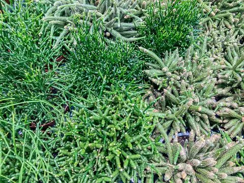 A diverse array of succulent plants, varying in color and texture, displaye.. Stock Photos
