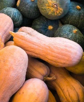 Diverse assortment of pumpkins. Stock Photos
