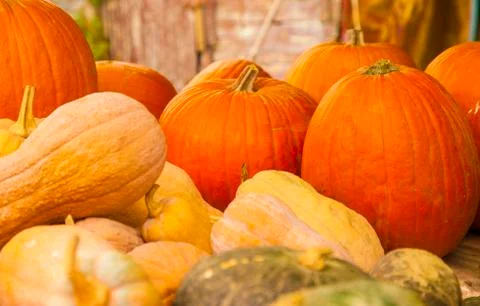 Diverse assortment of pumpkins. Stock Photos