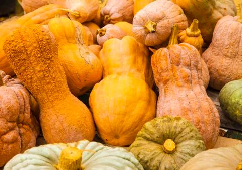 Diverse assortment of pumpkins. Stock Photos