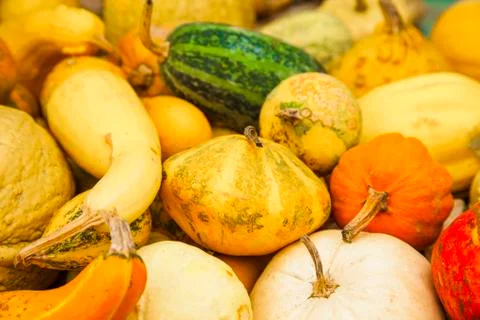 Diverse assortment of pumpkins. Stock Photos