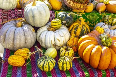 Diverse assortment of pumpkins Stock Photos