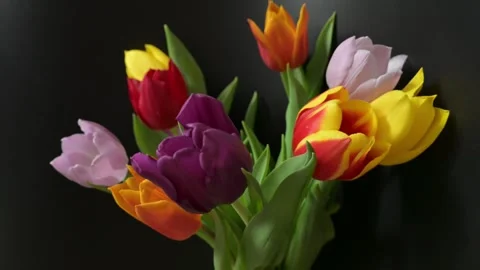 Diverse collection of nine fresh spring tulips in various bright colors on black Stock-Footage 331443735