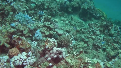 Diverse Coral Reef Ecosystem with Hard Skeleton Structures Built by Polyps Video stock 311987121