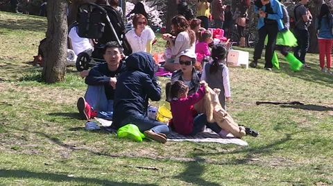 Diverse crowd of people in Toronto park with Cherry Blossoms blooming Stock Footage 37014929
