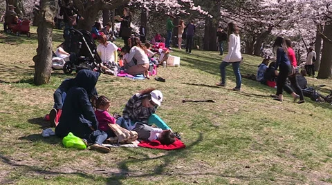 Diverse crowd of people in Toronto park with Cherry Blossoms blooming Stock Footage 37015631