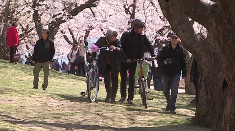 Diverse crowd of people in Toronto park with Cherry Blossoms blooming Stock Footage 37016079