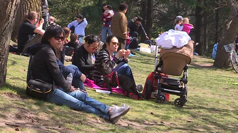 Diverse crowd of people in Toronto park with Cherry Blossoms blooming Stock Footage 37016108