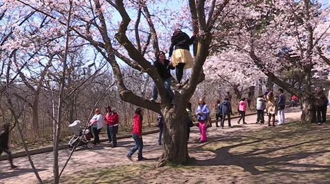 Diverse crowd of people in Toronto park with Cherry Blossoms blooming Stock Footage 37017103