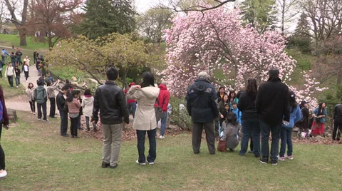 Diverse crowd of people in Toronto park with Cherry Blossoms blooming Stock Footage 38373663