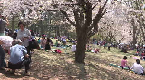 Diverse crowd of people in Toronto park with Cherry Blossoms blooming Stock Footage 49899511
