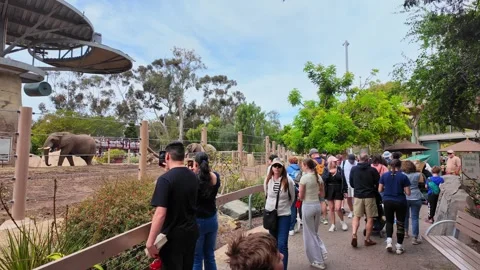 Diverse crowd of tourists walking and observing an elephant in its large Stock Footage 339974126