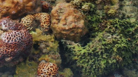 Diverse Encrusting Structures Covering a Rocky Seafloor Stock-Footage 342311830
