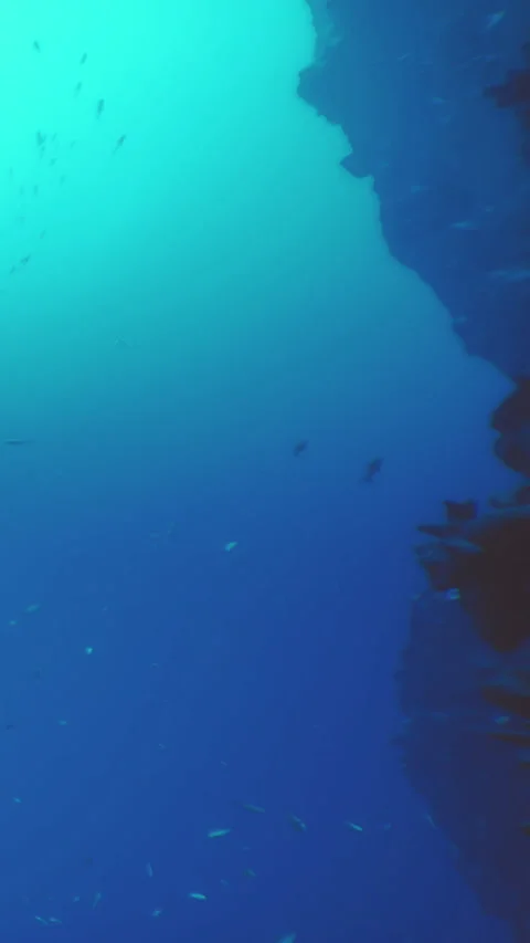 Diverse fish swimming in deep blue water near rocky underwater cliff Stock Footage 339037764