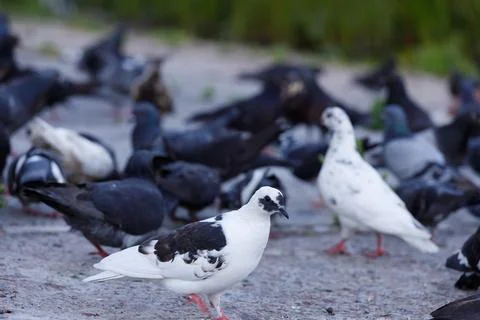 A Diverse Gathering of Pigeons: Exploring the Intriguing Behaviors and Stock Photos