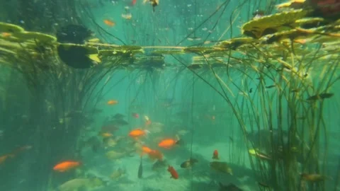 Diverse group of fish Stock Footage 310656596