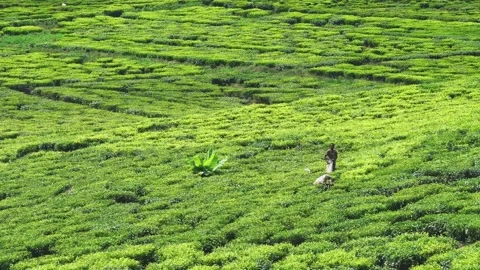 A diverse group of people is actively working in a lush green tea field, Uganda Stock Footage 291679178