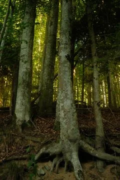 A diverse group of trees in a lush forest with their roots clearly visible Stock Photos
