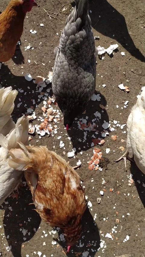 Diverse Hens Consuming Crushed Eggshells On Soil Stock Footage 334615505