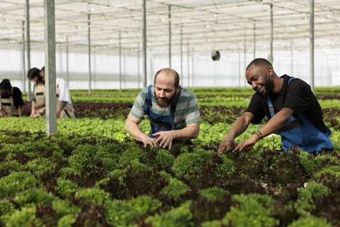 Diverse people working hard checking plants development and picking harvest for Fotos de archivo