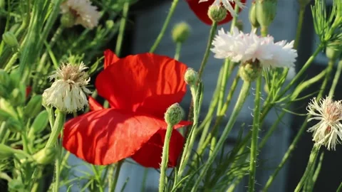 Diverse Pollinator Garden in Canada with Native Flowers Stock Footage 277776772