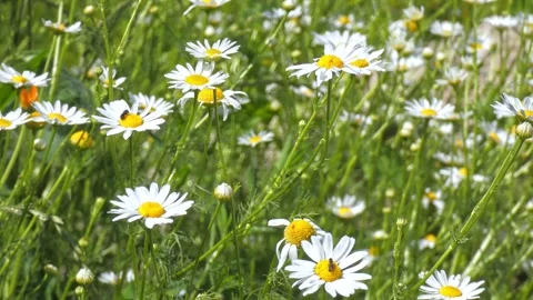 Diverse pollinators on white daisy flowers in field tilting Stock Footage 329900657