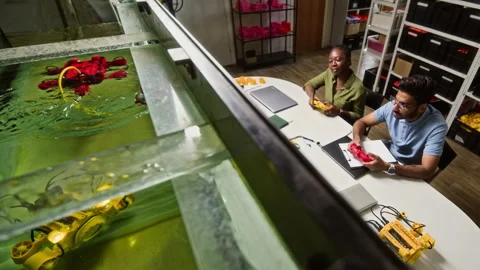 Diverse Robotics Engineers Testing Underwater Robot in Water Tank Stock Footage 343519871