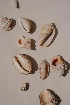 Diverse Sea Shells Arrangement on Plain Backdrop. Ocean-Inspired Creative Con Stock Photos