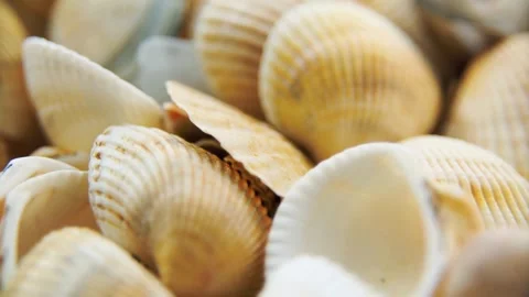 Diverse sea shells rotate slowly in close up view Stock Footage 333830661