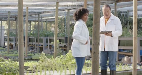 Diverse staff in lab coats walking greenhouse aisle, senior turning tablet and Stock Footage 338356946