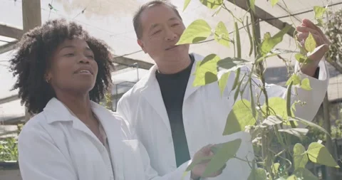 Diverse team in lab coats senior Asian male guiding intern examining vine leaf Stock Footage 338357136