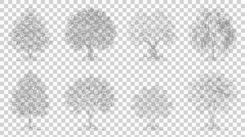 Diverse tree species in elevation view isolated on transparent background Stock Illustration