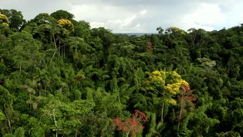 Diverse tropical forest which is colored in different colors due to the flowers Stock Footage 165847893