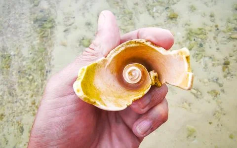 Diverse Tropical Seashells Held In Hand At Tri Trang Beach Thailand. Stock Photos