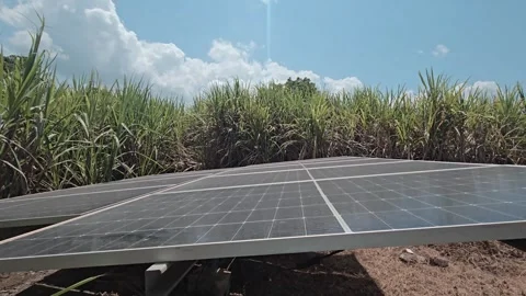 Diversified Agribusiness Combining Clean Tech and Food Crops by utilizing dual-r 動画素材 345089361