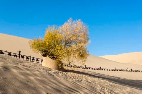 Diversifolious poplar tree Foto stock