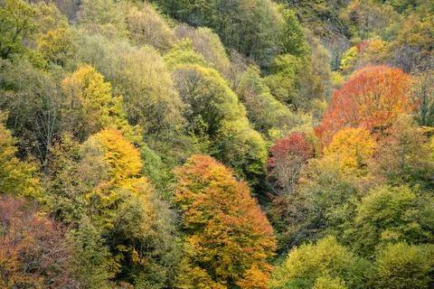 Diversity of autumn colors in the multiple tree species of the forest Stock Photos