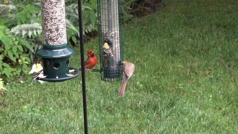 Diversity at a Feeder 库存影片 114025236